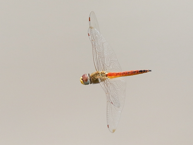 Pantala flavescens (Wandering Glider) male 2.JPG